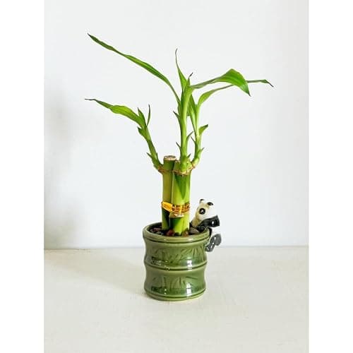 Coop & Harp Small Lucky Bamboo Live Indoor Plant with Ceramic Vase, Live Indoor Lucky Bamboo for Home, Office and Gift (2PK Panda) thumbnail 5
