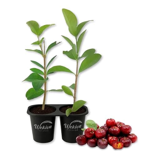 Barbados Cherry Tree - 2 Live Starter Plants - Malpighia Emarginata - Edible Fruit Bearing Tree for The Patio and Garden - Image 1