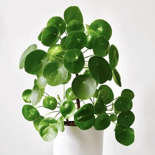 2 Money Plants Live, 5 to 7 Inc in Height, Pilea Peperomioides Plant Live, Money Live Plant - Image 1