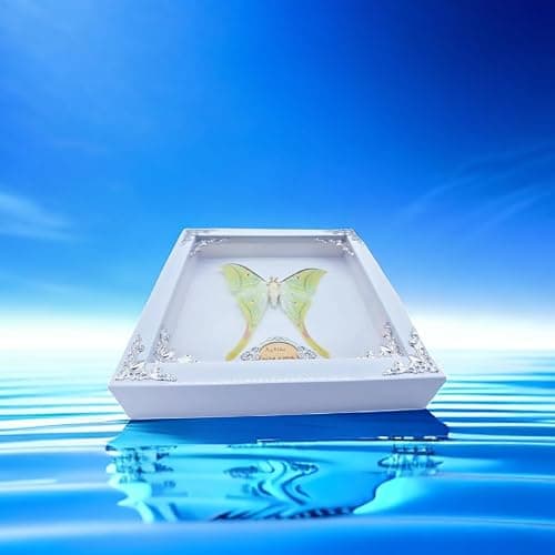 Real Framed Butterfly Moth Specimens，Various Moth Butterfly Specimens (Luna Moth) thumbnail 8