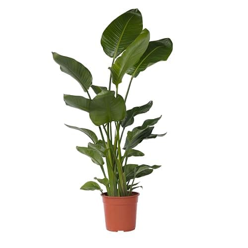 Plant in a Box - Strelitzia Nicolai XXL - Grande plante verte interieur vivante - Plante oiseau du paradis - Pot 28cm - Hauteur 150-170cm thumbnail 2