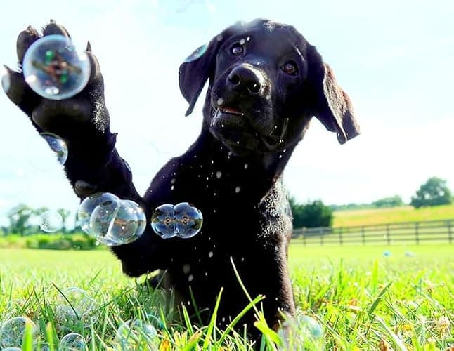 Bubble Lick Peanut Butter and Maple Bacon Flavored Bubbles 4 Pack USA Made for Dogs Groomers Daycare thumbnail 2