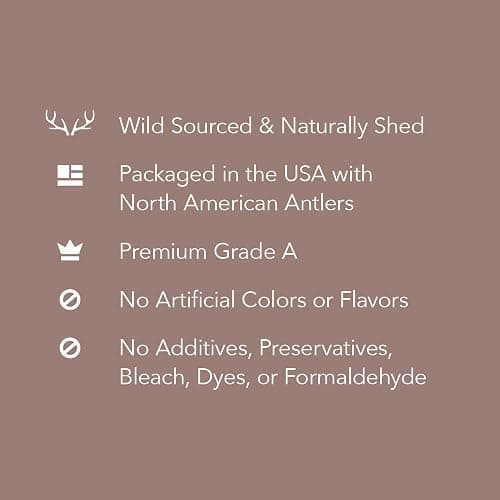 Amazon Brand - Wag Dog Deer Antler Chew, Naturally Shed, Whole, Large 8-9.5 inches, Long Lasting for Aggressive Chewers, Best for Dogs 30-45 lbs, 3.20 Ounce (Pack of 1) thumbnail 3