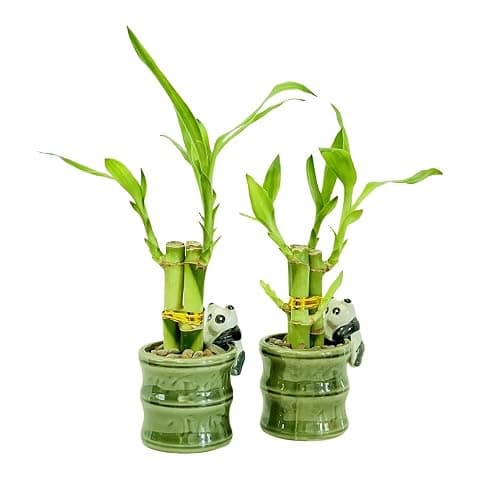 Coop & Harp Small Lucky Bamboo Live Indoor Plant with Ceramic Vase, Live Indoor Lucky Bamboo for Home, Office and Gift (2PK Panda) - Image 1