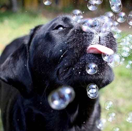 Bubble Lick Peanut Butter and Maple Bacon Flavored Bubbles 4 Pack USA Made for Dogs Groomers Daycare thumbnail 9