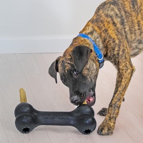 KONG - Extreme Goodie Bone Most Durable Natural Rubber Dog Bone for Power Chewers - Black - for Extra Large Dogs thumbnail 2