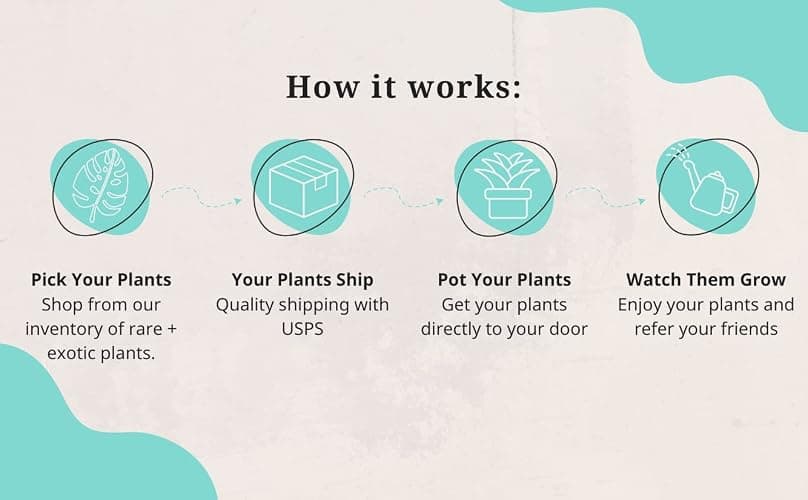 CoollectivePlants Monstera Swiss Cheese – Live Monstera Plant in 4″ Grower’s Pot, Easy Care Indoor House Plants Live and Low Maintenance Indoor Plant thumbnail 4