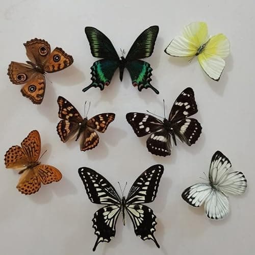 BigBigMe 10Pcs Natural Unmounted Rhopalocera/Le Papillon/Butterfly Specimen Artwork Material Decor, Taxidermy Animals for Kids Family thumbnail 3
