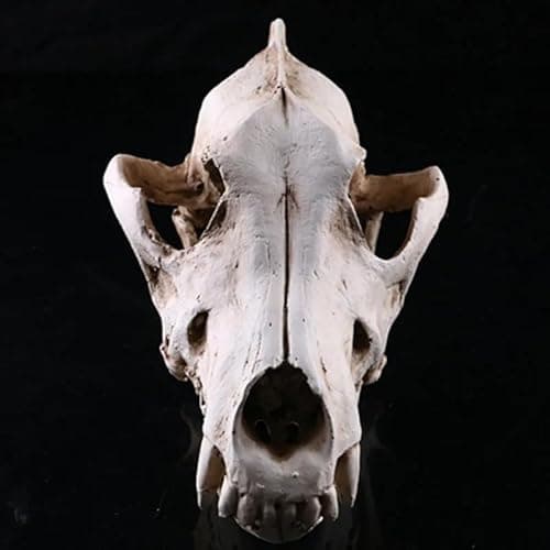 Resin Wolf Skull Wolf Skull Model Decoration Craft Film Props Collection Crafts Home Decoration Garden Decoration thumbnail 3