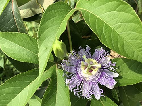 Organic Passion Flower Seeds (Passiflora incarnata) 30 Seeds (1 Grams) - Passionflower, Maypop, Apricot Vine, Old Field Apricot Seeds for Planting by Smoke Camp Crafts - Image 1