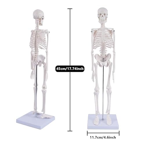 NLShan Human Skeleton Model for Anatomy: Scientific Model with Movable Arms, Legs & Display Stand - 17" Mini Human Skeleton Model for Study and Display thumbnail 2