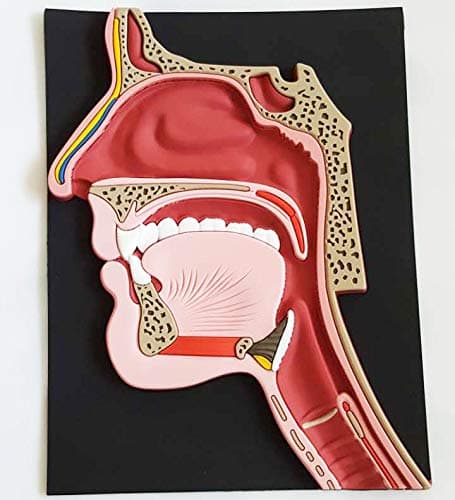 Head Anatomy Model - Image 1