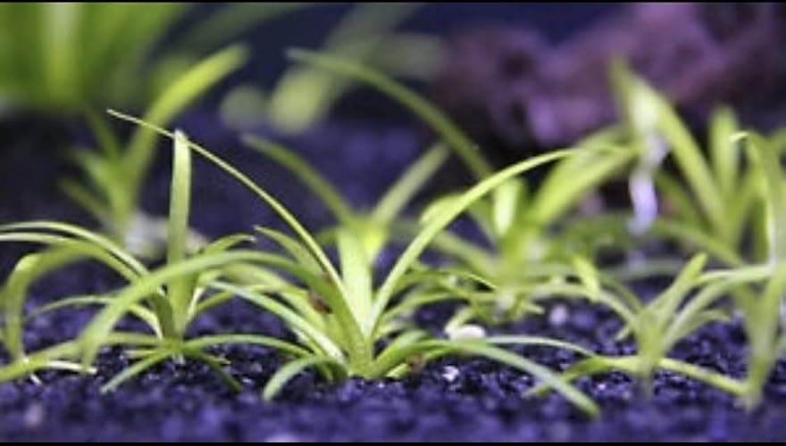 15x Dwarf Sagittaria Subulata Dwarf Sag Live Aquarium Plants Aquatic Carpet Plant Buy 2 GET 1FREE thumbnail 4