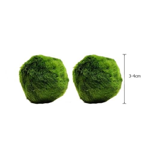 k2aqua 2 Large Marimo Moss Balls, Always Fresh Live Aquarium Plant, Cladophora aegagropila K2AQUA thumbnail 2
