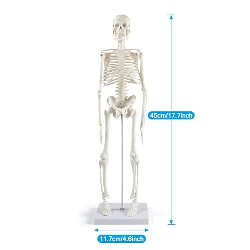 breesky Human Skeleton Model for Anatomy: 17” Human Skeleton Model with Movable Arms and Legs - Scientific Model for Study and Display - 17” Human Skeleton Model thumbnail 4