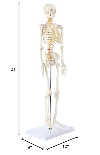Axis Scientific Mini Human Skeleton Model with Metal Stand, 31" Tall with Removable Arms and Legs, Easy to Assemble, Includes Detailed Product Manual for Study thumbnail 2
