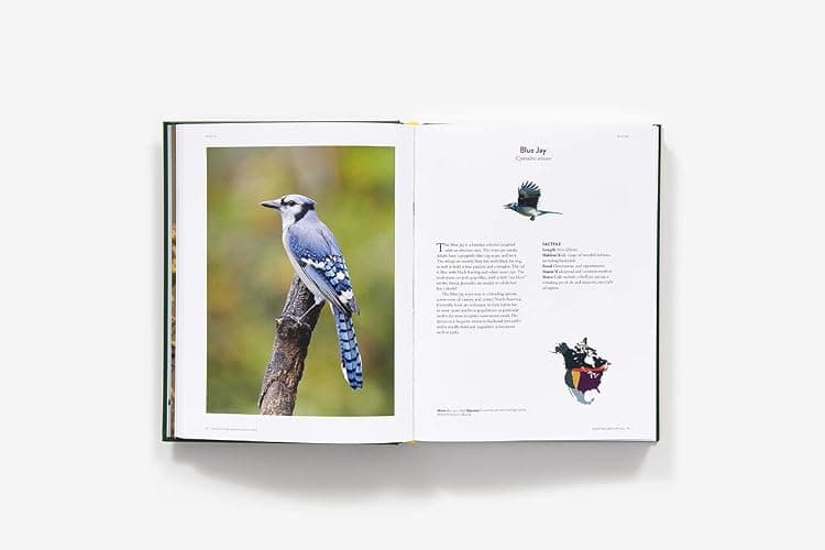 The Backyard Birdwatcher's Bible: Birds, Behaviors, Habitats, Identification, Art & Other Home Crafts (The Backyard Naturalist Series) thumbnail 7