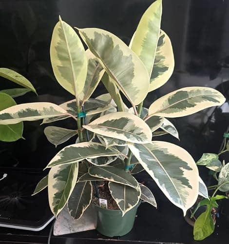 Variegated Rubber Tree Plant, Ficus Elastica Tineke, 8-Inch Pot, Extra Large Size - Image 1