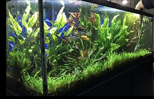 15x Dwarf Sagittaria Subulata Dwarf Sag Live Aquarium Plants Aquatic Carpet Plant Buy 2 GET 1FREE thumbnail 2