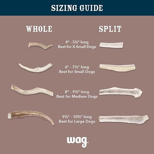 Amazon Brand - Wag Dog Deer Antler Chew, Naturally Shed, Whole, Large 8-9.5 inches, Long Lasting for Aggressive Chewers, Best for Dogs 30-45 lbs, 3.20 Ounce (Pack of 1) thumbnail 6