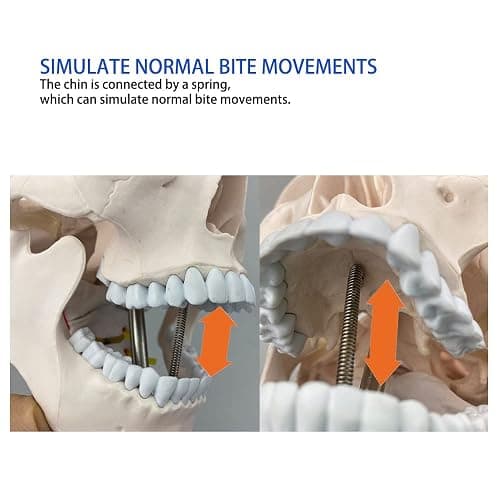 Human Skull and Brain Anatomy Model Life-Size with Cervical Vertebra & Base for Classroom Medical Neuroscience Anatomy Teaching & Studying thumbnail 6