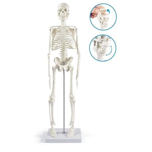 breesky Human Skeleton Model for Anatomy: 17” Human Skeleton Model with Movable Arms and Legs - Scientific Model for Study and Display - 17” Human Skeleton Model thumbnail 2