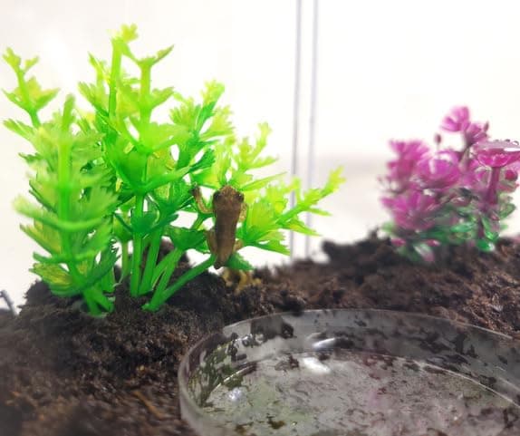 Tadpole to Frog Kit with Certificate for 2 Live Tadpoles, All-in-One Bundle | Watch metamorphosis with this complete tadpole kit, an all-in-one bundled engaging science project thumbnail 2