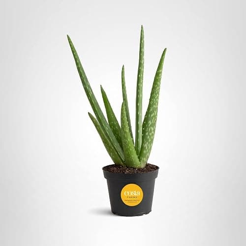 Costa Farms Aloe Vera Plant, Live Succulent, Easy Care Indoor Houseplant in Grower Pot, Room Air Purifier, Tabletop, Office, Desk or Home Décor, Housewarming, Garden Gift, 10-Inches Tall thumbnail 10