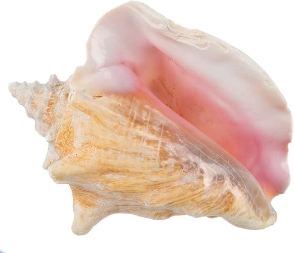 Conch Shell Decor - Seashell Decor - 6-8" Large Sea Shell - Shells for Decoration - Large Seashells for Crafts - Magic Conch Shell Room Decor - Image 1