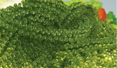 Sea grapes Aropsep-Lato (Special Lato) 100g - Green Caviar, Dehydrated Seaweed thumbnail 2