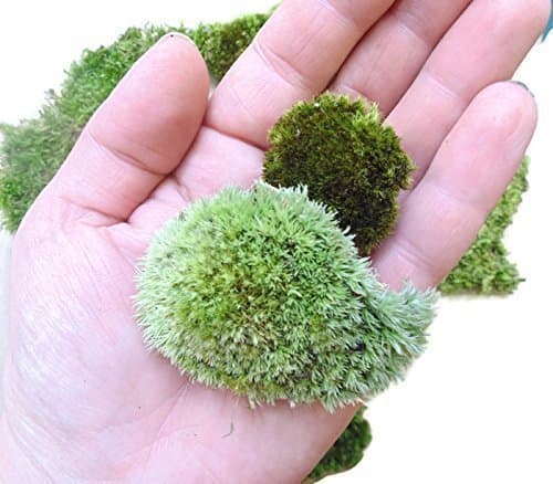Tin Roof Treasure Live Terrarium Moss Assortment thumbnail 4