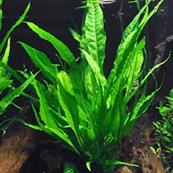 California Bundle - 25+ Stems / 6 Species Live Aquarium Plants Package thumbnail 3