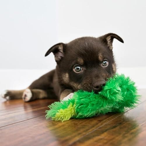 KONG Low Stuffing with Squeaker Dog Toy, X-Small, 3 Animals, Bear, Duck, Frog thumbnail 6