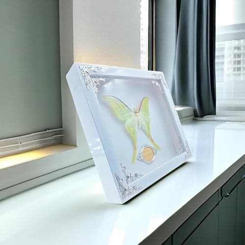Real Framed Butterfly Moth Specimens，Various Moth Butterfly Specimens (Luna Moth) thumbnail 5