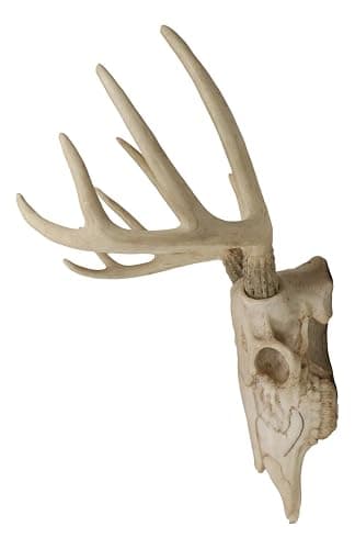 Ebros Gift Rustic Hunter Deer 10 Point Buck Skull Trophy Antlers Wall Mounted Plaque Decor Figurine 14.25" Long Hunter's Antler Rack Theme Deer Buck Hunting Skulls Trophies Hanging Sculpture thumbnail 8