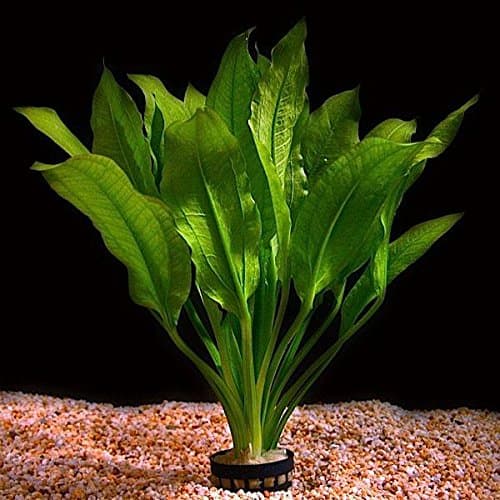 Live Aquarium Plant "Echinodorus bleheri" Potted - Image 1