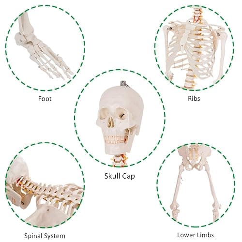 Giantex Life Size 70.8" Human Anatomical Anatomy Skeleton Medical Model + Stand thumbnail 4