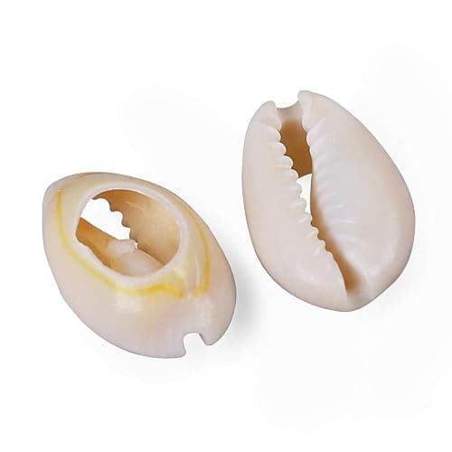 150 PCS White 0.63"-0.71" Natural Strong Cowrie Shell Beads Smooth Cut Oval Seashells, Beach Seashells with Big Hole for DIY Craft Jewelry Making, Adorning Hair Locks and Braids thumbnail 3
