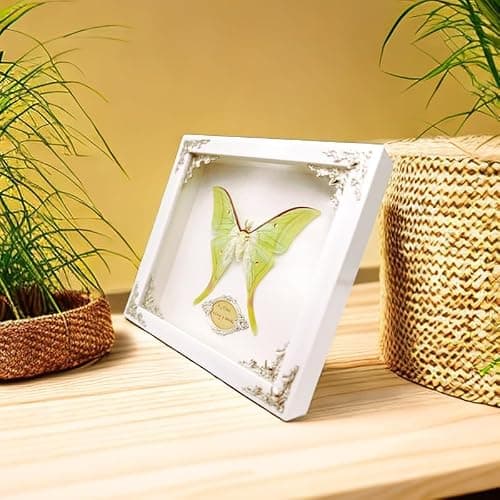 Real Framed Butterfly Moth Specimens，Various Moth Butterfly Specimens (Luna Moth) thumbnail 4