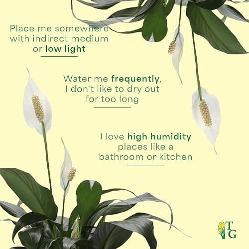Live Peace Lily Plant, Spathyphylum, Low Light, Live Indoor Plant, 4" Diameter Pot thumbnail 7