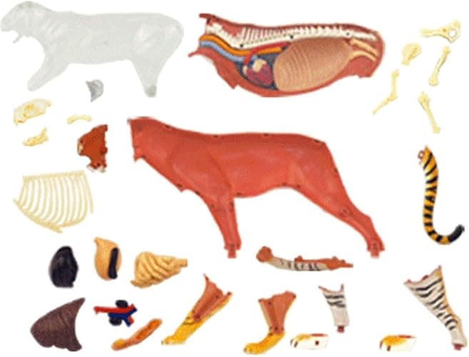 4D Tiger Anatomy Model, Animal Body Model Kidney Model Removable 28 PartsTeaching Model Biology Model Studying Display thumbnail 6