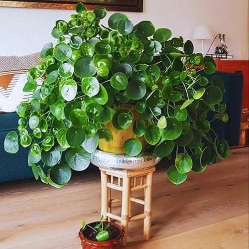 2 Money Plants Live, 5 to 7 Inc in Height, Pilea Peperomioides Plant Live, Money Live Plant thumbnail 2