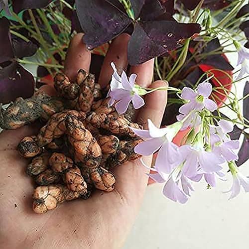 Oxalis Triangularis 10 Bulbs - Purple Shamrocks Lucky Lovely Flowers Bulbs Grows Indoor or Outdoor thumbnail 2