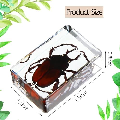20 Pieces Insect in Resin Bug Preserved Specimen Collection Paperweights Resin Insects Various Insect Specimen for Office, Men, Women, Biology, Science Teacher, Education, Bug Collection Supplies thumbnail 3