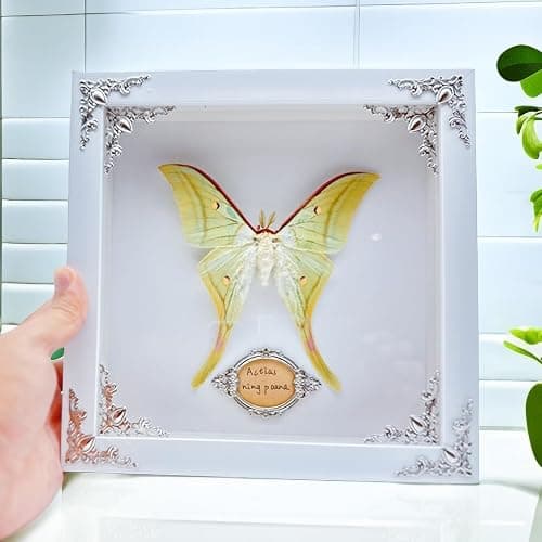 Real Framed Butterfly Moth Specimens，Various Moth Butterfly Specimens (Luna Moth) thumbnail 3