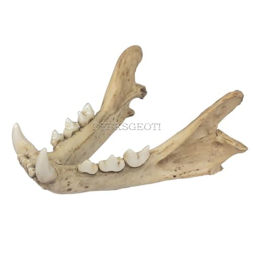 DEBKSGEOTI Female Cougar Skull Feline Model Synthetic 1:1 Puma Concolor Anatomy and Physiology Education Synthetic Replica thumbnail 5