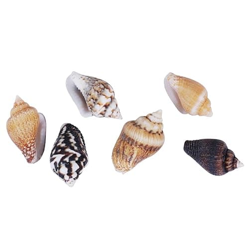 2000 PCS Tiny Mini Small Sea Shells for Crafting Spiral Conch Shells for Crafts Charms for Home Decorations Candle Decor DIY Fish Tank and Beach Vase Filler thumbnail 6