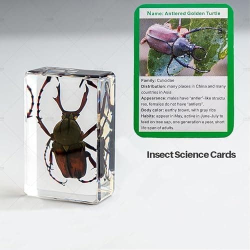 20 Pieces Insect in Resin Bug Preserved Specimen Collection Paperweights Resin Insects Various Insect Specimen for Office, Men, Women, Biology, Science Teacher, Education, Bug Collection Supplies thumbnail 5