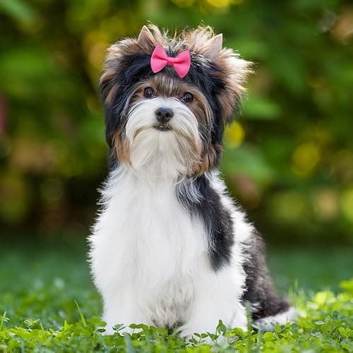 100Pcs(50 Pairs) Soft Dog Bow with Rubber Bands Solid Color Dog Bowknot Hair Bow Handmade Topknot Bows for Doggie Puppy Cat Bunny Yorkie Pet Hair Grooming Bows (Mix-Solid 30 Colors) thumbnail 6
