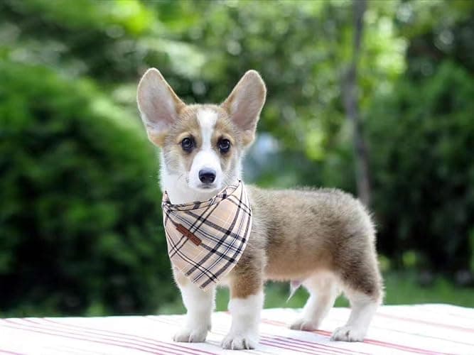 Lionet Paws Dog Bandana Washable Cotton Handkerchief Scarf Triangle Bandana for Small Medium Large Dogs Grey thumbnail 5